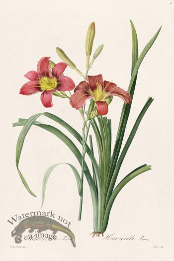 Les Liliacees Redoute 016